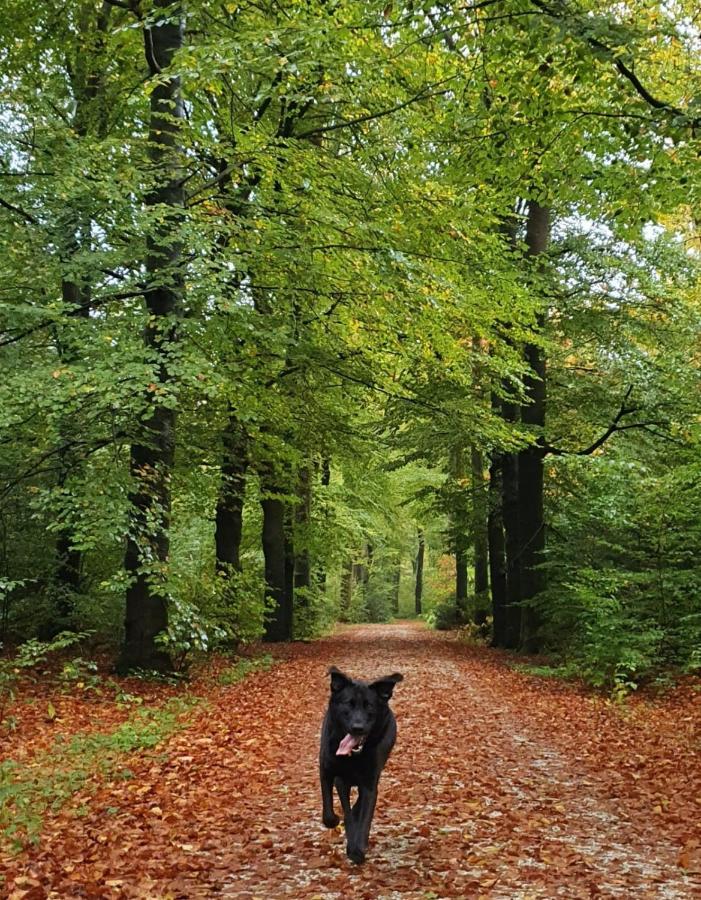 Luxe Zomerwoning Met Omheinde Tuin Voor Hond En Kinderen Dirkshorn Exterior foto